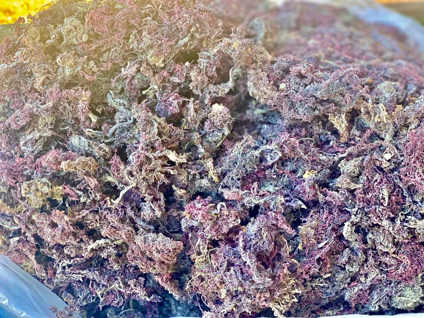 Purple Sea Moss